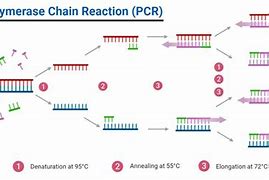 Image result for PCR Process