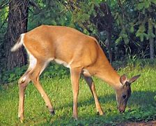 Image result for Deer Jawbone