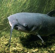 Image result for Giant Channel Catfish