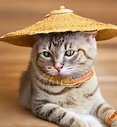 Image result for Cat with Rice Hat