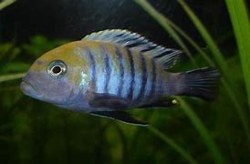 Image result for cynotilapia_afra