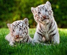 Image result for Twin Tiger Cubs