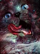 Image result for Space HD Wallpapers Funny Cat