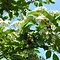 Image result for Crataegus lavalleei