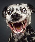 Image result for Dog Funnies