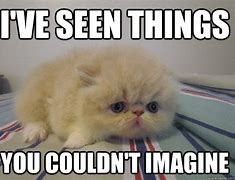 Image result for Cat Shell Shock Meme