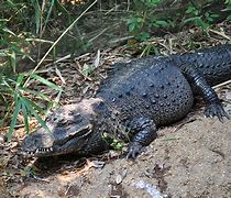 Image result for African Dwarf Crocodile