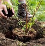 Image result for BlackBerry Plants Growing