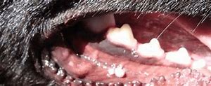 Image result for Warts On Dogs Mouth