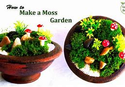 Image result for Grow Moss On Rocks