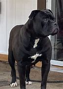 Image result for Black Bulldog