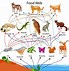 Image result for Chain Food Web Examples