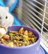 Image result for What Can Hamsters Eat