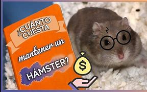 Image result for Cuanto Cuesta Un Hamster