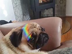 Image result for Rainbow Pug