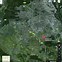 Image result for Maps Aerial View Satellite