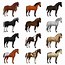 Image result for top horses breeds race