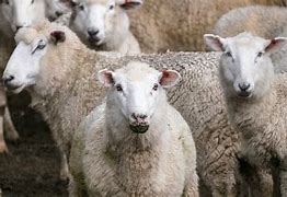 Image result for Sheep Waiting