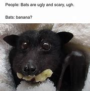 Image result for Adorable Bat Meme