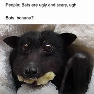 Image result for Halloween Bat Meme