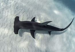 Image result for Biggest Hammerhead Shark in the World