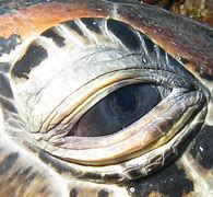 Image result for Turtle Bulging Eyes Meme