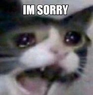 Image result for Sorry Cat Même