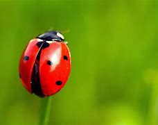 Image result for Ladybug Insect