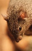Image result for Brown Mouse