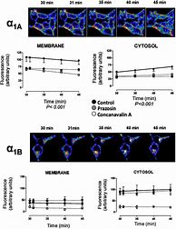 Image result for HEK293 Cell Model