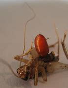 Image result for Cricket Parasite