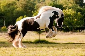 Image result for Cob Horse On White Background