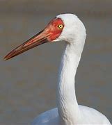 Image result for Siberian Crane Phtot