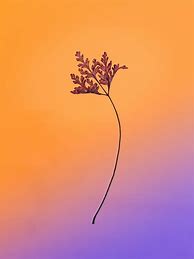 Image result for iPhone 13 Purple Wallpaper