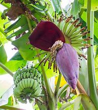 Image result for Banana Flower