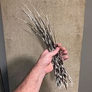 Image result for Porcupine Quills Barbed