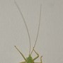 Image result for Cricket Insect Orthoptera