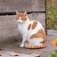 Image result for Cat Orange and White Baby