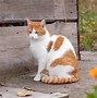 Image result for White Cat with Orange and Black Spots