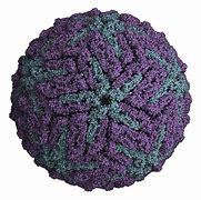 Image result for Dengue Virus