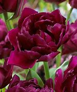 Image result for Arely Tulip