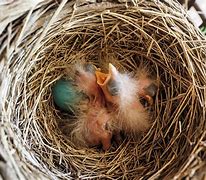 Image result for Baby Bird Nest