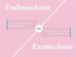 Image result for Exonuclease