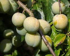 Image result for Prunus domestica Reine Claude Verte