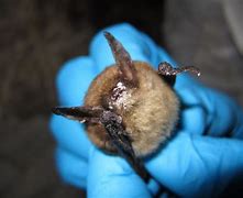 Image result for Idaho Bats