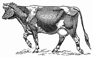 Image result for Dairy Cow Drawing