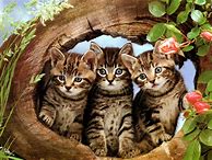 Image result for Cat iPhone Wallpaperpintrest