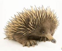 Image result for Echidna Diagram