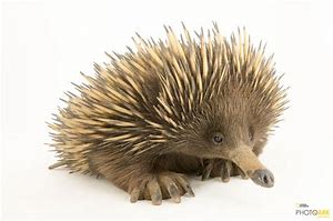Image result for Echidna Legs