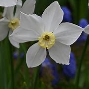 Bildergebnis für Narcissus Polar Ice